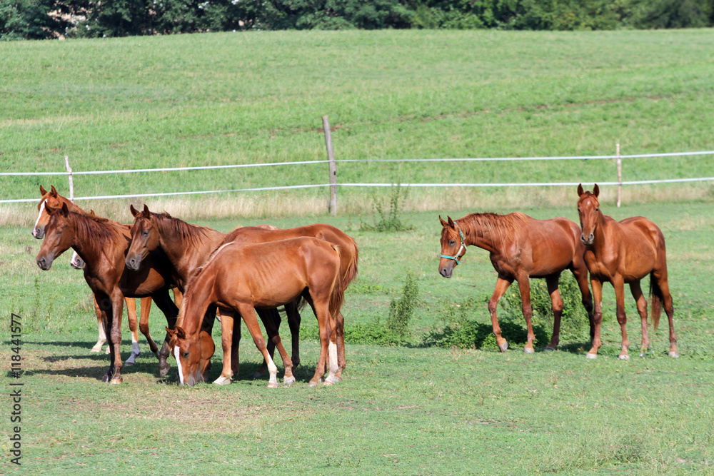 Obraz premium Grassland with purebred grazing horses in summer pasture