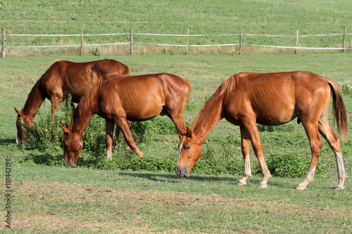 Herd of horses grazing in a summer meadow © acceptfoto