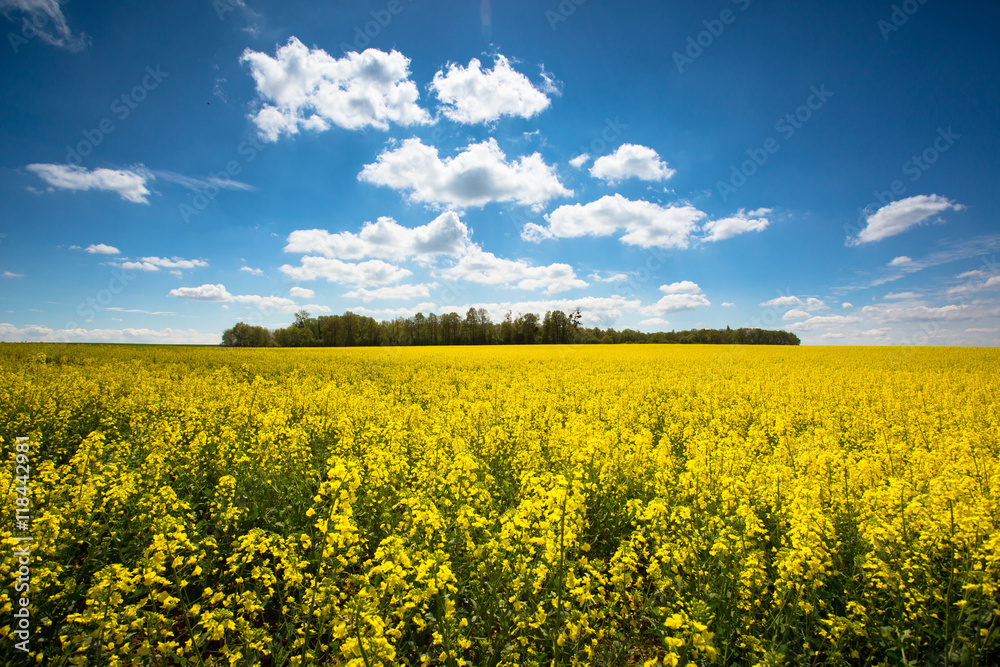 huile agriculture champ colza fleur jaune campagne récolte agricole Stock  Photo | Adobe Stock