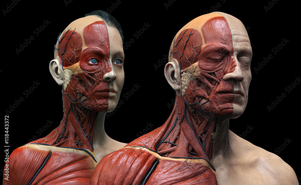 Human anatomy background , male and female , muscle anatomy of the face  neck chest and shoulder ,realistic 3D rendering Иллюстрация Stock