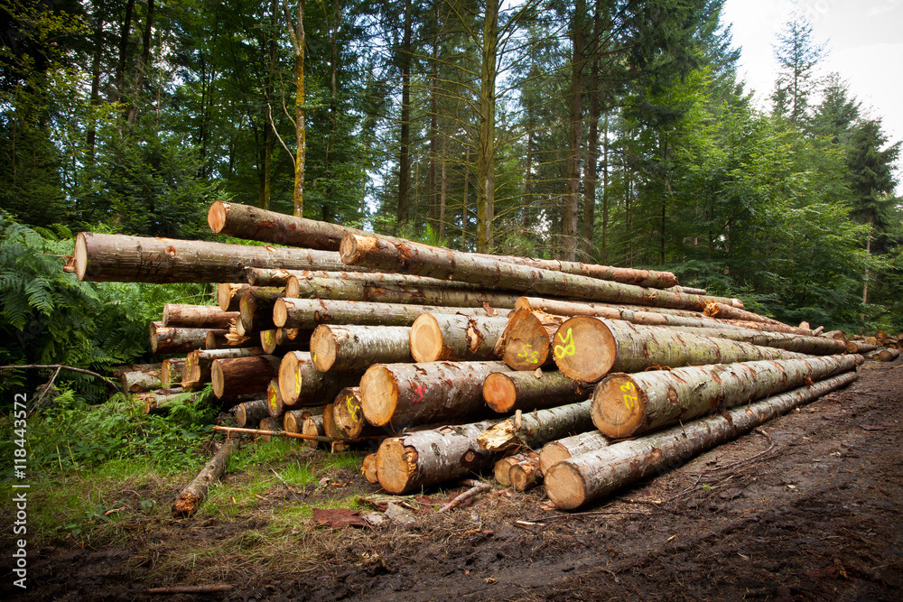 bois tronc coupe débardage bille sapin gestion forestière for Stock Photo |  Adobe Stock