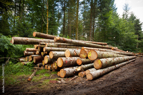 bois tronc coupe débardage bille sapin gestion forestière for