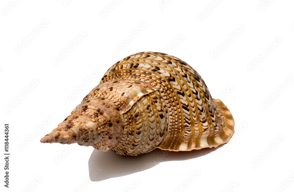 sea shell isolate on a white background sea shell isolate on a white background