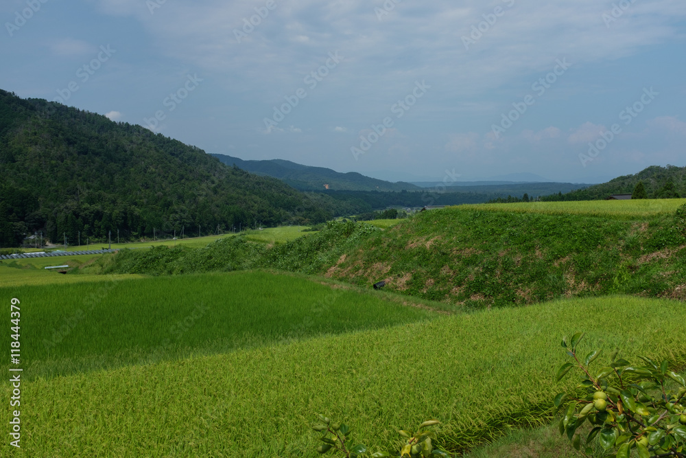 Fototapeta premium 夏の棚田で実をつける稲穂の様子