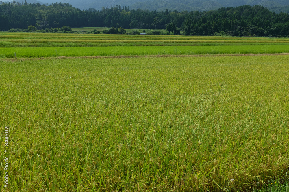 夏の田んぼで実をつける稲穂の様子