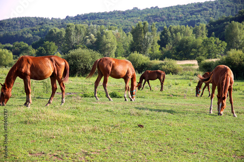 Green landscape with grazing horses on meadow near farm