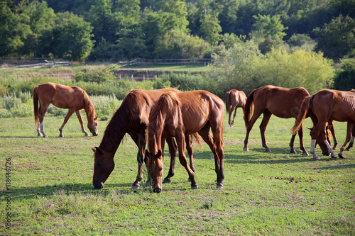 Idyllic scenery with thoroughbred anglo-arabian grazing horses