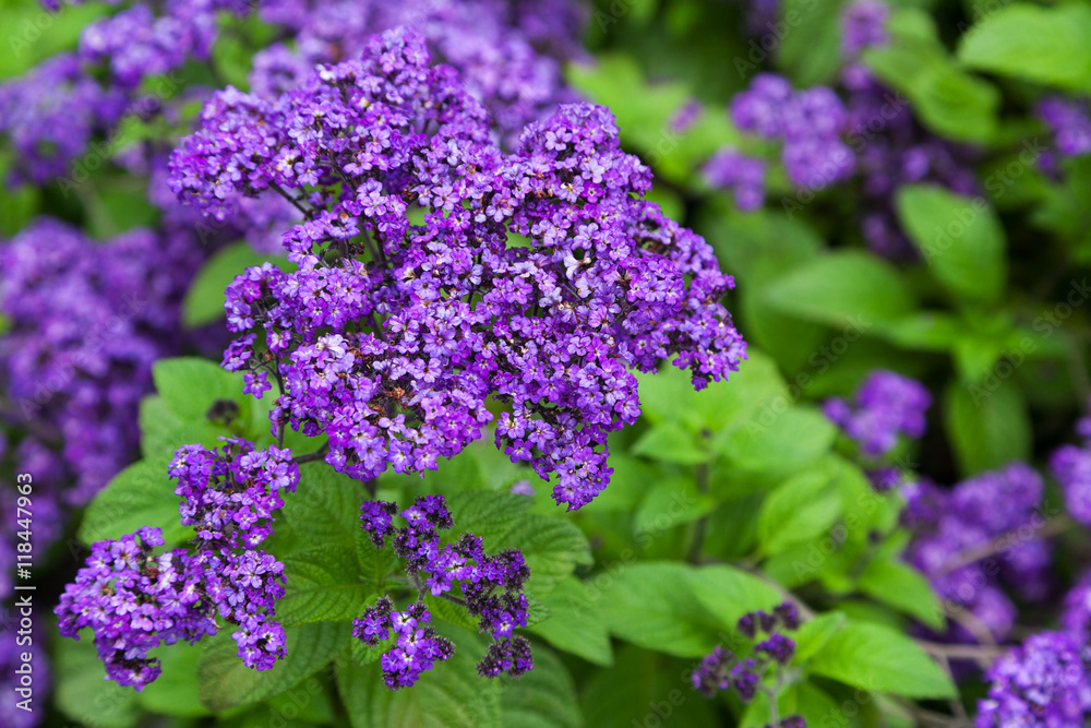 Closeup of blossomed lilac flower Closeup of blossomed lilac flower