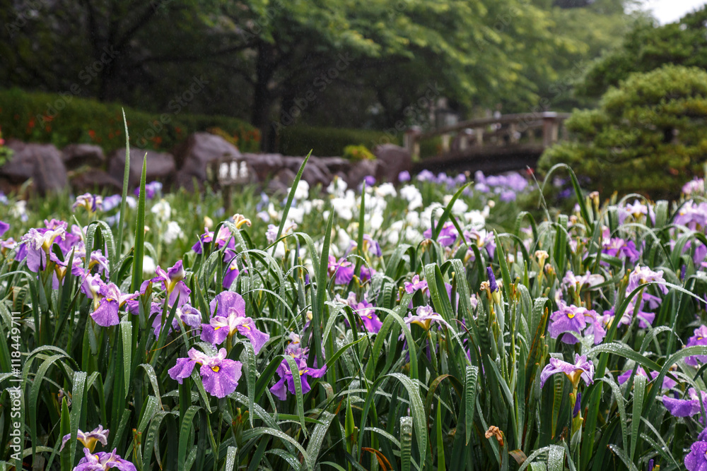 花菖蒲