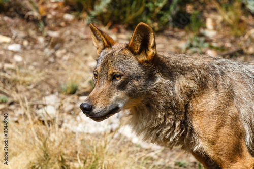 Canis lupus signatus. Lobo Ib  rico.