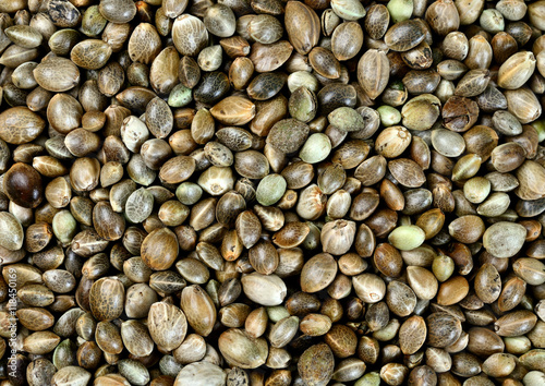 Hemp seeds on the background