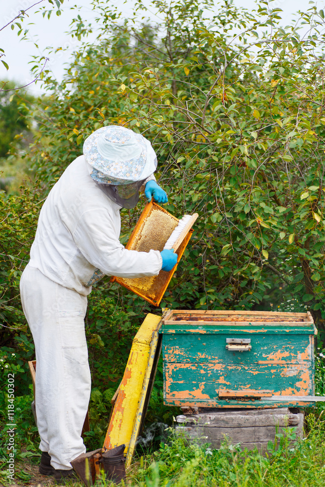 Beekeeper working in his apiary Beekeeper working in his apiary