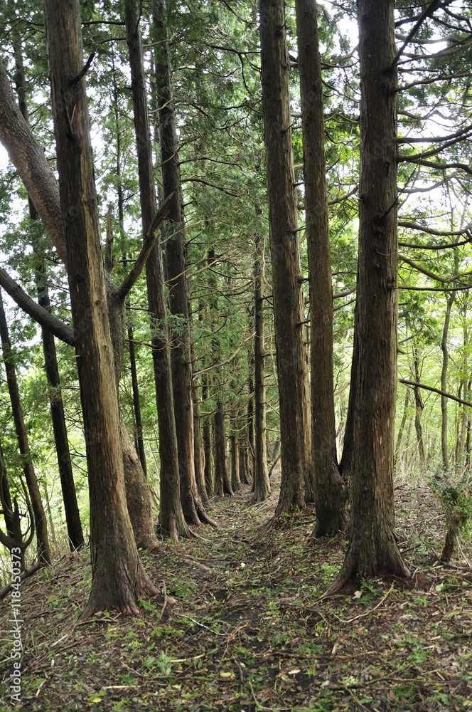 Obraz premium 杉林の山道