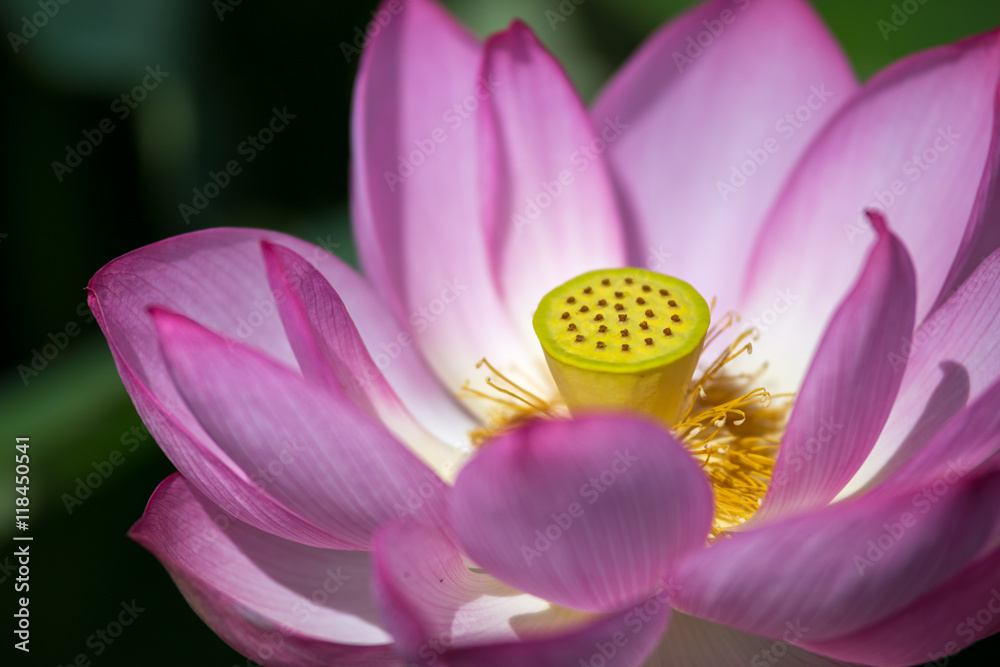 蓮の花 蓮の花
