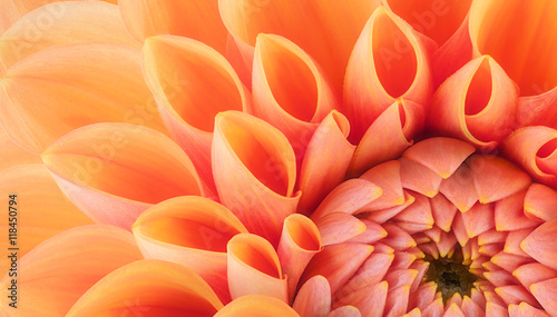 Fototapeta Naklejka Na Ścianę i Meble -  Orange flower petals, close up and macro of chrysanthemum, beautiful abstract background