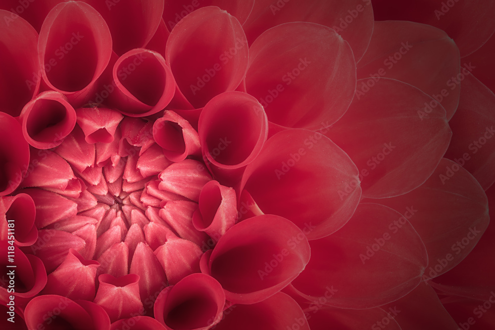 Red flower petals, close up and macro of chrysanthemum, beautiful abstract background Red flower petals, close up and macro of chrysanthemum, beautiful abstract background