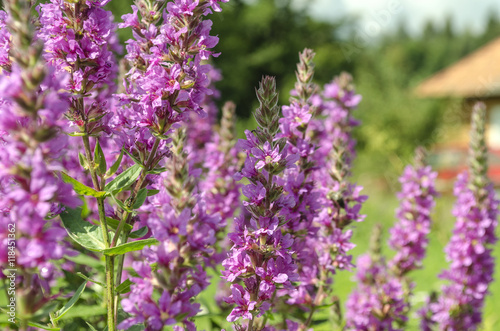 bright purple wild flowers  