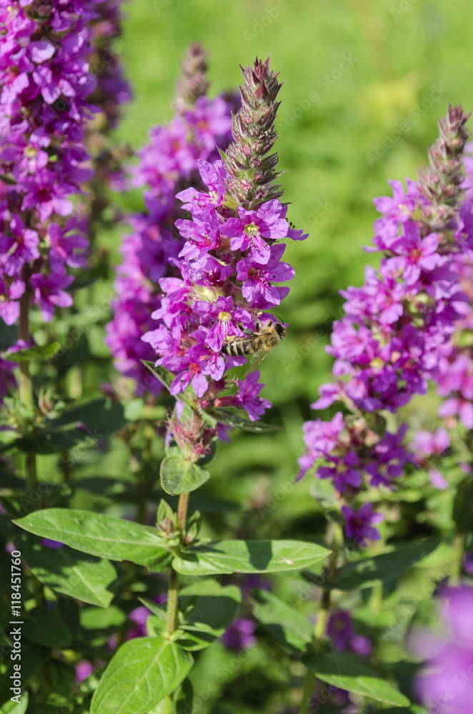bright purple wild flowers and bees
bright purple wild flowers and bees