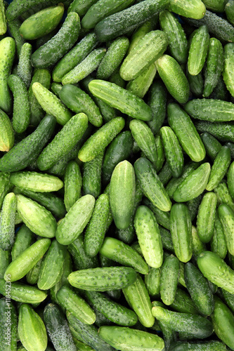 Background from fresh, green cucumber