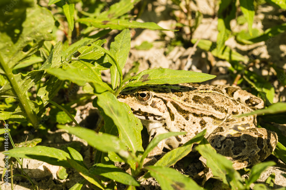 Obraz premium frog