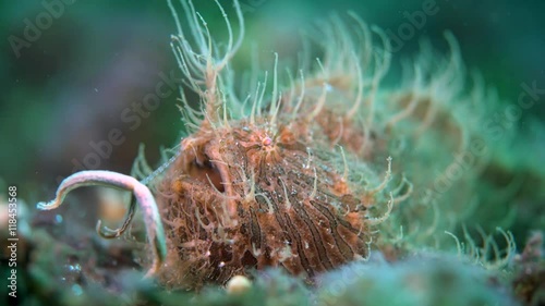 Hairy frogfish (Antennarius striatus) fishing