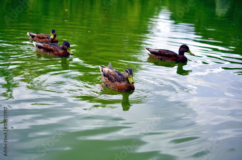 group of wild ducks mallards in lake