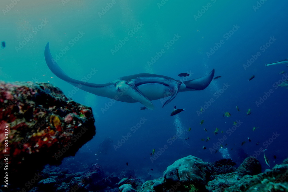 Fototapeta premium Manta Ray underwater diving photo Maldives Indian Ocean