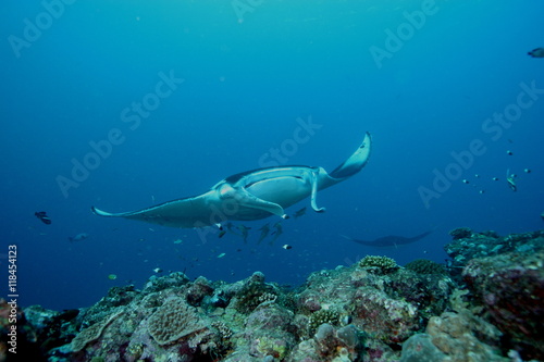 Manta Ray underwater diving photo Maldives Indian Ocean