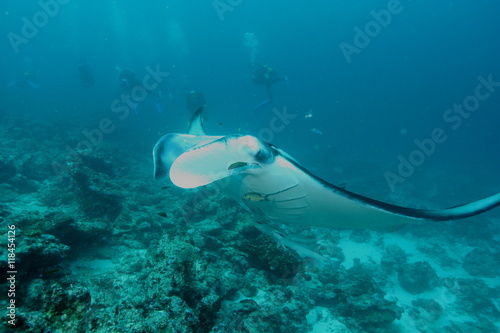 Manta Ray underwater diving photo Maldives Indian Ocean