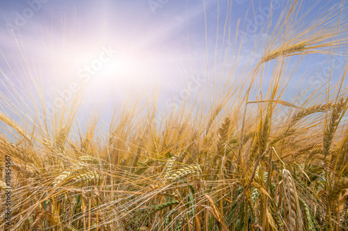sunny day over wheat field. golden ears of wheat or rye  close up  under the influence of sunlight. Rich harvest Concept. rural landscape. used as background  
