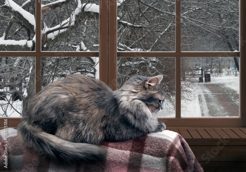 Fototapeta Naklejka Na Ścianę i Meble -  Cat on the balcony at the window. Outside the , snow, winter, trees in the park.  large, gray, furry
