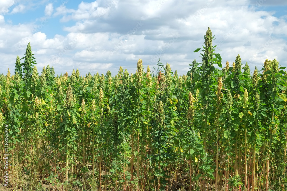 Quinoa crop growing in open countryside