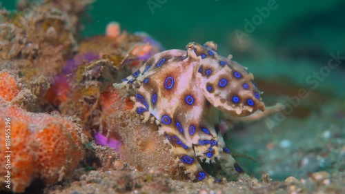 Blue-ringed octopus (Hapalochlaena) with eggs moving over coral and flashing its rings