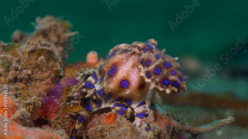 Blue-ringed octopus (Hapalochlaena) with eggs hunting