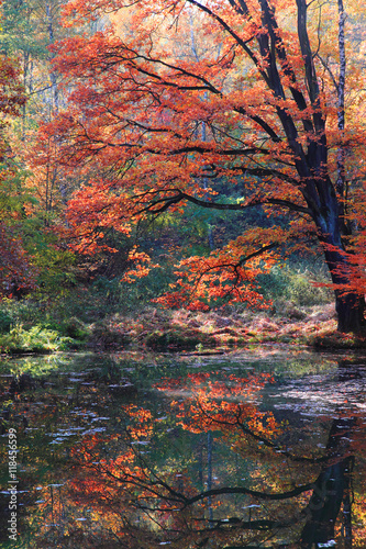 Fototapeta Naklejka Na Ścianę i Meble -  slow autumn river