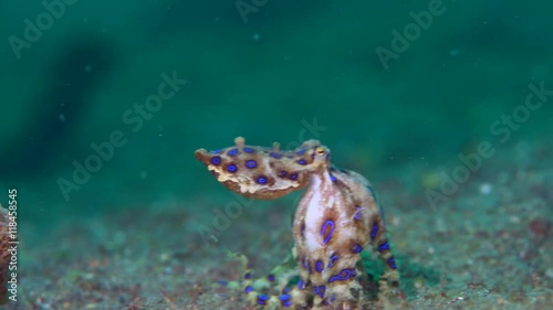 Blue-ringed octopus (Hapalochlaena) with eggs walking over sand
