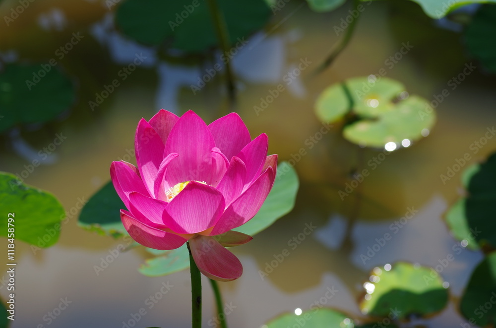 二千年ハスと池に浮くハスの葉