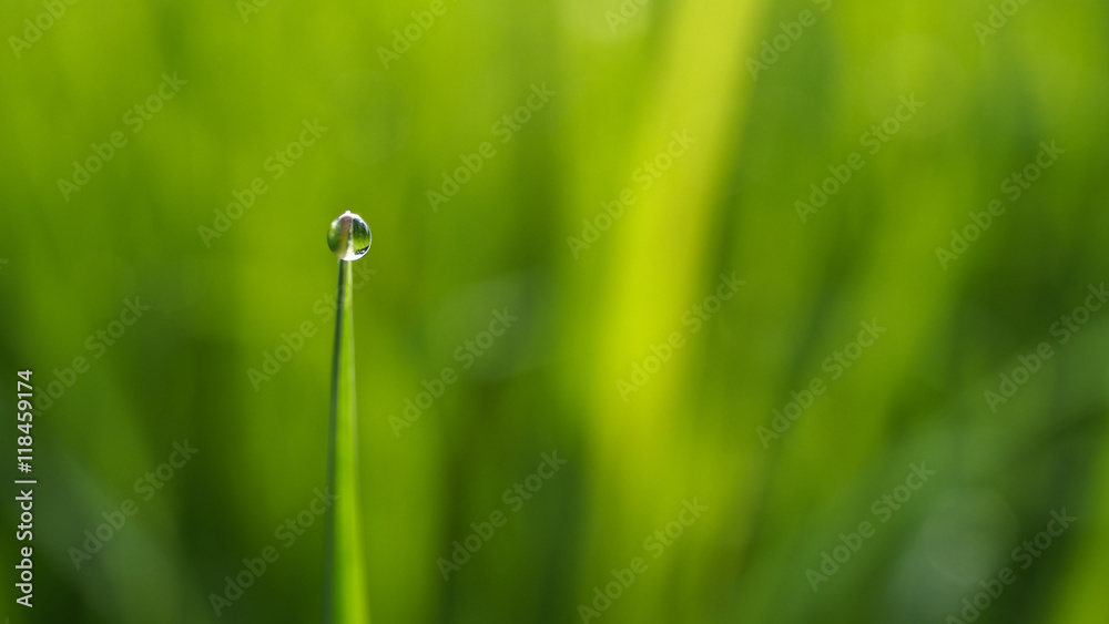 Dew Drop on Top Dew Drop on Top