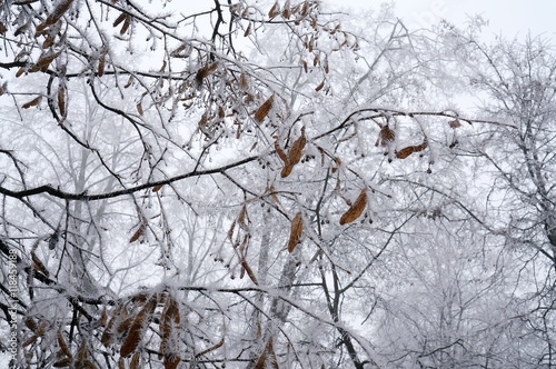Branches of trees covered with hoarfrost. Autumn. Blurring background.