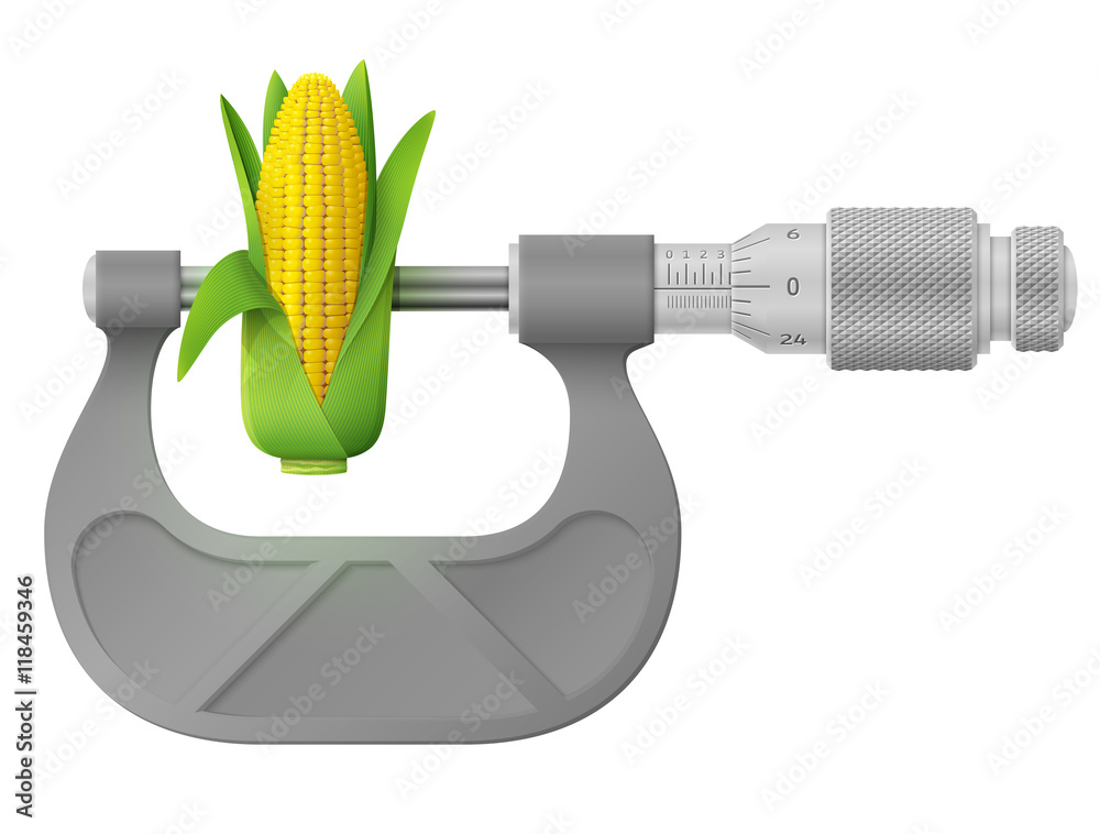 Horizontal micrometer measures ear of corn. Concept of maize cob and