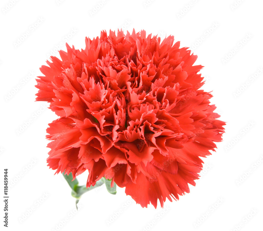 red carnations flower isolated