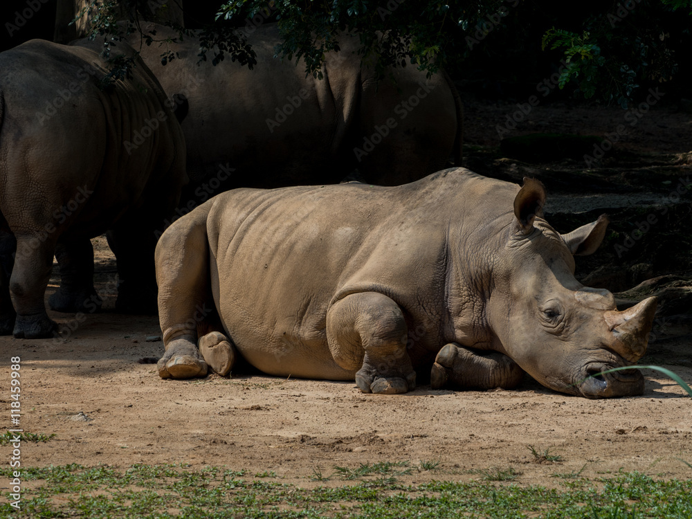 Obraz premium Sleeping rhino portrait