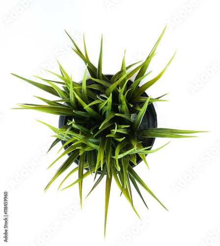 On top decorative grass in flowerpot isolated