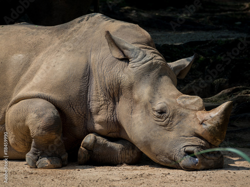 Sleeping rhino portrait