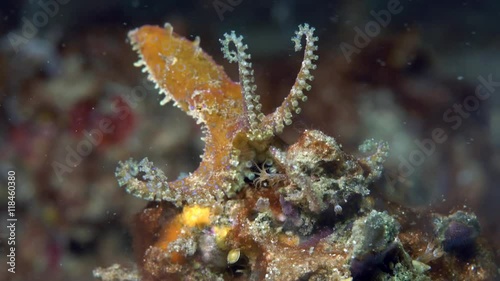 Blue-ringed octopus (Hapalochlaena) lifting arms for defense