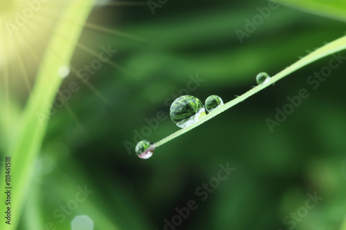 water drops on fresh green grass leaves