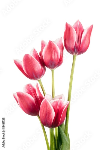 Fotografie Tulips