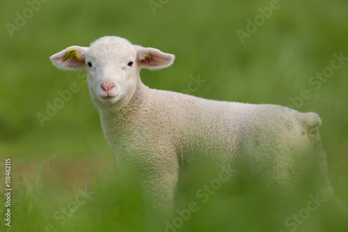 Agneau dans la prairie © shocky