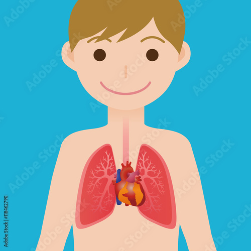 human heart and lungs, simplified anatomical chart