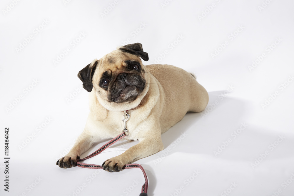 Mops liegt vor weißem Hintergrund und hält den Kopf schief Mops liegt vor weißem Hintergrund und hält den Kopf schief